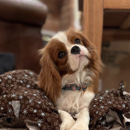 Rose - Cavalier King Charles Spaniel