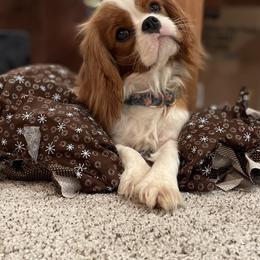 Rose - Cavalier King Charles Spaniel