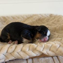 Trusty - Black rust and white male Bernese Mountain Dog puppy in Oregon City, Oregon from N.W. Mountain Retrievers