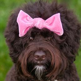 Mavis - Australian Labradoodle