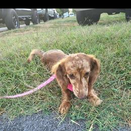 Moogie - Dachshund