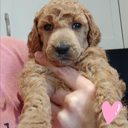 Pink - Apricot female Poodle puppy in Big Rapids, Michigan from Meeker's Ridge Standard Poodles