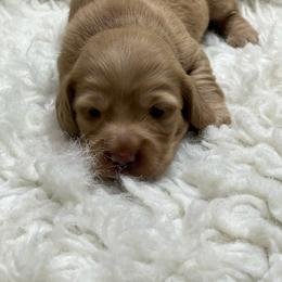 Honey - Cream female Dachshund puppy in Council Hill, Oklahoma from Rocky Springs Ranch