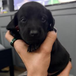 Storm - Black male Dachshund puppy in Pahrump, Nevada from Jedi Weiner Ranch