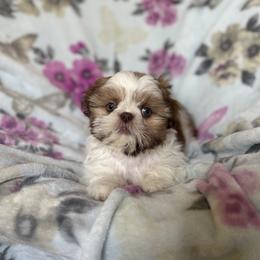 Thalia (AKC) - Tricolor female Shih Tzu puppy in Las Vegas, Nevada from Vegas Shih Tzus