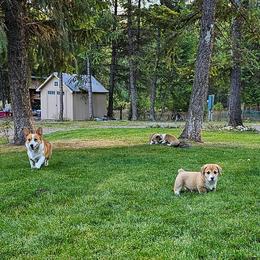 Pembroke Welsh Corgi Puppies from North Star Pembroke Welsh Corgi's