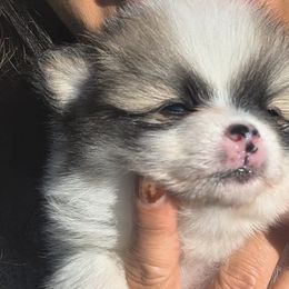 Pomeranians from Blaylock's Pomeranian Puppies