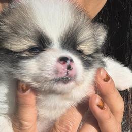 Pomeranians from Blaylock's Pomeranian Puppies