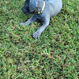 Cane Corso All Grown Up from Southern Sugar Cane Corso LLC