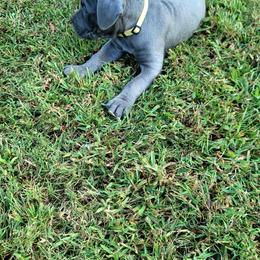 Cane Corso All Grown Up from Southern Sugar Cane Corso LLC