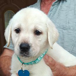 Rollo - Yellow male Labrador Retriever puppy in Missouri City, Texas from Labrador Retriever Puppies