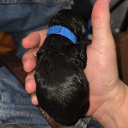 Cocker Spaniel Puppies from Classy Cockers of Wake Forest