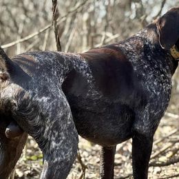 German Shorthaired Pointers from Crooked Creek German Shorthaired Pointers