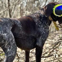 German Shorthaired Pointers from Crooked Creek German Shorthaired Pointers