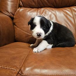 Girl 5 - Black and white female Border Collie puppy in Caledonia, Michigan from Magnolia Acres