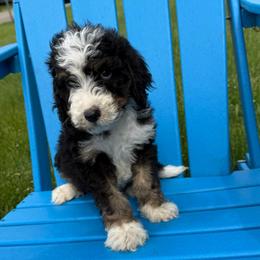 Dozer - Tri-color male Bernedoodle puppy in Battle Creek, Michigan from T-Rose’s Bernedoodle & Pomsky Puppies
