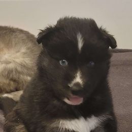 Diamond - Black Siberian Husky puppy in Meridian, Mississippi from JJ's Huskies
