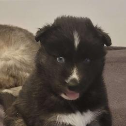 Diamond - Black Siberian Husky puppy in Meridian, Mississippi from JJ's Huskies