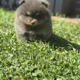 Indie - Blue and tan female Pomeranian puppy in El Sobrante, California from Little Lovers Kennels, LLC