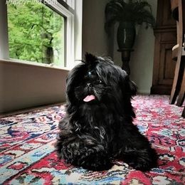 Shih Tzu All Grown Up from Cocktail Shih Tzu
