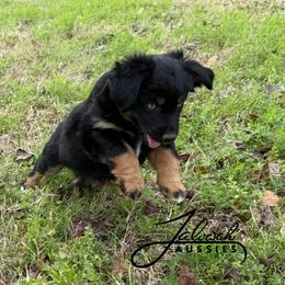 Josie - Black tri female Miniature Australian Shepherd puppy in Lumberton, Mississippi from Talowah Aussies