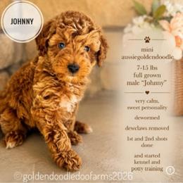 Johnny - Apricot male Golden Aussiedoodle puppy in Hyrum, Utah from Goldendoodledoo Farms