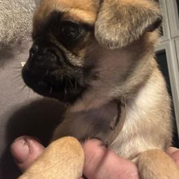 Brown Collar - Fawn male Pug puppy in Tallapoosa, Georgia from West Georgia Pugs