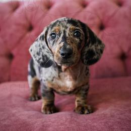 Oliver - Dapple male Dachshund puppy in Temecula, California from Naomi Magee's Dachshund Kennel