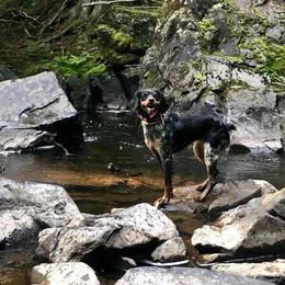 Jill - French Spaniel