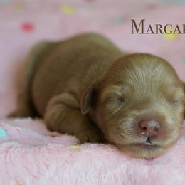 Margarita - Cream female Australian Labradoodle puppy in Manchaca, Texas from Heartrock Labradoodles