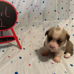 Girl 1 - Pembroke Welsh Corgi puppy from Delgado’s Corgi’s