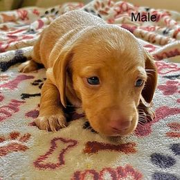 Dachshund Puppies from Kim's Dachshund