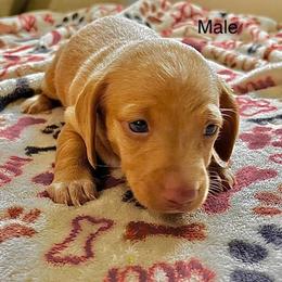 Dachshund Puppies from Kim's Dachshund
