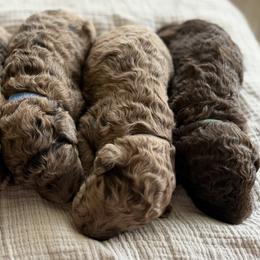 Labradoodles from The Doodle Crew