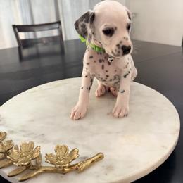 Aladdin - White and black male Dalmatian puppy in Queen Creek, Arizona from Lala's Polka Dots