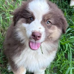 Checkers - Red tri-color male Miniature American Shepherd puppy in Greenboro, North Carolina from Rustlingrass Miniature American Shepherds