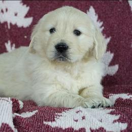 Fiona - Light golden female Golden Retriever puppy in Saint Joe, Indiana from Golden Acres Farm
