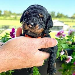 Sirius - Phantom male Bernedoodle puppy in Rock Hill, South Carolina from LolliPop Farms