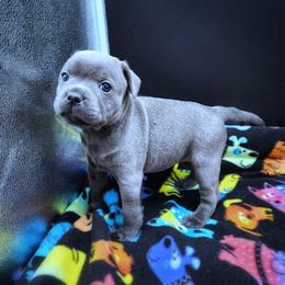 Gertrude - Blue female Staffordshire Bull Terrier puppy in Dallas, Texas from Wild Blue Staffords