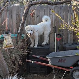 Great Pyrenees Puppies from Bobby Horton
