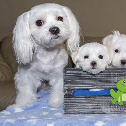 Maltese and Maltipoo Puppies from Chez Lexi Kennels