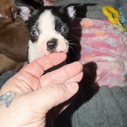 Boston Terrier Puppies from Mad Bossies