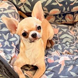 Benito - Fawn male Chihuahua puppy in Allentown, Pennsylvania from Tsunami Cockers & Chihuahuas