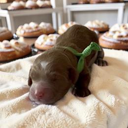 Bonbon - Chocolate female Goldendoodle puppy in Culpeper, Virginia from Beechwood Goldendoodles (VA)