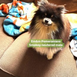 Smokey neutered - Black and tan parti male Pomeranian puppy in Kentucky from Em&M Pomeranians