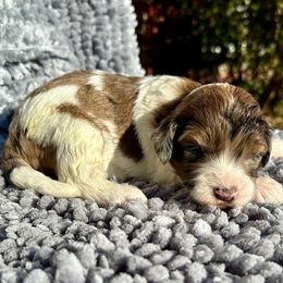 Mica - Merle female Bernedoodle puppy in Royse City, Texas from Platinum Bernedoodles of Texas
