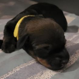 Yellow Girl - Wild boar female Dachshund puppy in Edgewood, New Mexico from Enchanted Desert