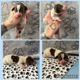 Pie boy 2 - Piebald male Dachshund puppy in Madison, Wisconsin from SK Dashing  Dachshunds