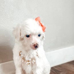 Harmony - White female Poodle puppy in Portage, Utah from Pugsley Poodles