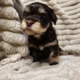 Betsy - Black female Havanese puppy in Salesville, Ohio from RiverLynn